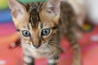 Kot bengalski Flash Aeni Bengal*Pl 