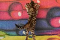 Kot bengalski Flash Aeni Bengal*Pl 