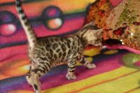 Kot bengalski Flash Aeni Bengal*Pl 