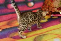 Kot bengalski Flash Aeni Bengal*Pl 