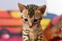 Kot bengalski Flash Aeni Bengal*Pl 