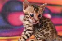 Kot bengalski Flash Aeni Bengal*Pl 