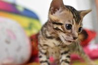 Kot bengalski Flash Aeni Bengal*Pl 