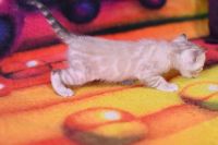 Kot bengalski Jazz Aeni Bengal*Pl 