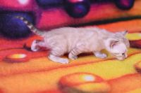 Kot bengalski Jazz Aeni Bengal*Pl 