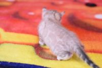 Kot bengalski Jazz Aeni Bengal*Pl 