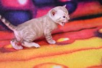 Kot bengalski Jazz Aeni Bengal*Pl 