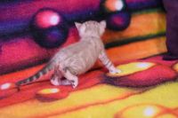 Kot bengalski Jazz Aeni Bengal*Pl 