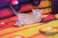 Kot bengalski Jazz Aeni Bengal*Pl 