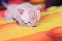 Kot bengalski Jazz Aeni Bengal*Pl 