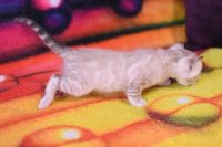 Kot bengalski Jazz Aeni Bengal*Pl 