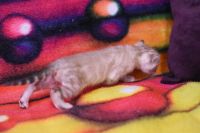 Kot bengalski Jazz Aeni Bengal*Pl 