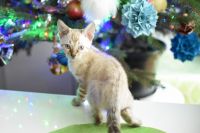 Kot bengalski Jazz Aeni Bengal*Pl 