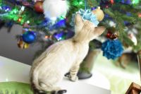 Kot bengalski Jazz Aeni Bengal*Pl 