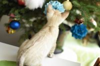 Kot bengalski Jazz Aeni Bengal*Pl 