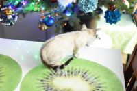 Kot bengalski Jazz Aeni Bengal*Pl 