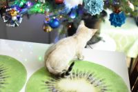 Kot bengalski Jazz Aeni Bengal*Pl 