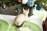 Kot bengalski Jazz Aeni Bengal*Pl 