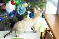 Kot bengalski Jazz Aeni Bengal*Pl 