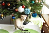 Kot bengalski Jazz Aeni Bengal*Pl 