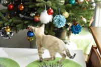 Kot bengalski Jazz Aeni Bengal*Pl 