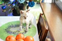 Kot bengalski Jazz Aeni Bengal*Pl 