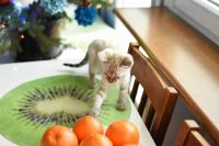 Kot bengalski Jazz Aeni Bengal*Pl 