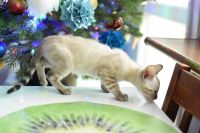 Kot bengalski Jazz Aeni Bengal*Pl 