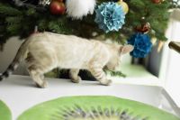 Kot bengalski Jazz Aeni Bengal*Pl 