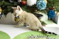 Kot bengalski Jazz Aeni Bengal*Pl 