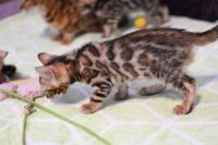 Kot bengalski Legolas Aeni Bengal*Pl 