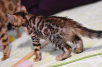 Kot bengalski Legolas Aeni Bengal*Pl 