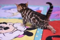 Kot bengalski Legolas Aeni Bengal*Pl 