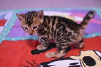 Kot bengalski Legolas Aeni Bengal*Pl 