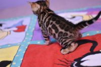 Kot bengalski Legolas Aeni Bengal*Pl 