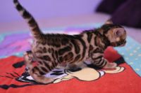 Kot bengalski Legolas Aeni Bengal*Pl 