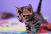 Kot bengalski Legolas Aeni Bengal*Pl 