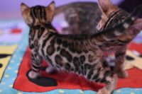 Kot bengalski Legolas Aeni Bengal*Pl 