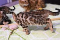 Kot bengalski Legolas Aeni Bengal*Pl 