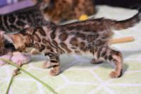 Kot bengalski Legolas Aeni Bengal*Pl 