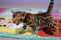 Kot bengalski Legolas Aeni Bengal*Pl 