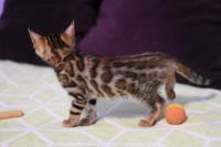 Kot bengalski Legolas Aeni Bengal*Pl 