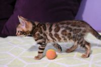 Kot bengalski Legolas Aeni Bengal*Pl 