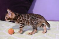 Kot bengalski Legolas Aeni Bengal*Pl 