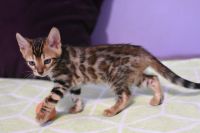 Kot bengalski Legolas Aeni Bengal*Pl 