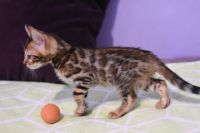 Kot bengalski Legolas Aeni Bengal*Pl 