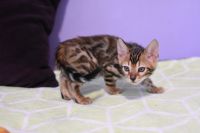 Kot bengalski Legolas Aeni Bengal*Pl 