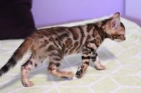 Kot bengalski Legolas Aeni Bengal*Pl 