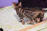 Kot bengalski Legolas Aeni Bengal*Pl 