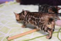 Kot bengalski Legolas Aeni Bengal*Pl 